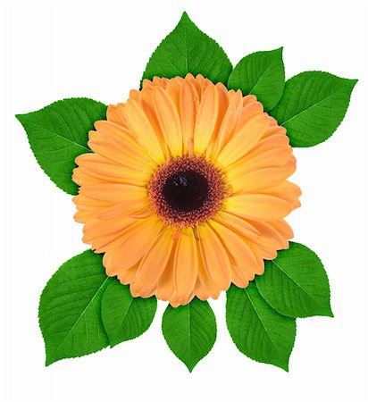 simsearch:400-06095720,k - One orange flower with green leaf isolated on white background. Close-up. Studio photography. Stock Photo - Budget Royalty-Free & Subscription, Code: 400-04699473