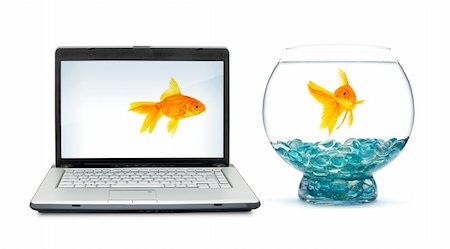 sad fish - Goldfish in aquarium on a white background Stock Photo - Budget Royalty-Free & Subscription, Code: 400-04699776