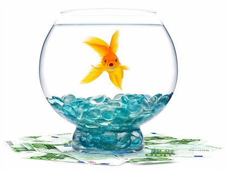 Goldfish in aquarium on a white background Foto de stock - Super Valor sin royalties y Suscripción, Código: 400-04699777