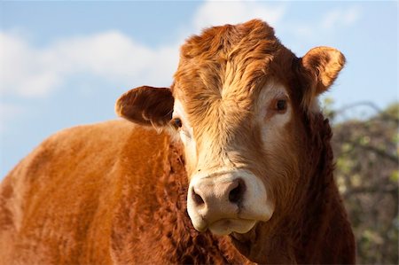 close up frontal view of a young adult simentaller bull Stock Photo - Budget Royalty-Free & Subscription, Code: 400-04699991