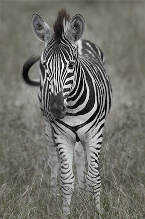Young baby zebra standing alone in a grass field looking straight at the camera. Shallow Depth of Field - focus on face Stock Photo - Budget Royalty-Free & Subscription, Code: 400-04690199