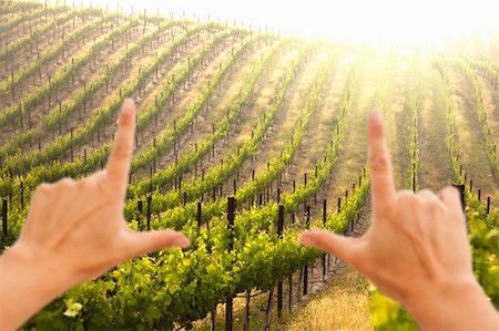 simsearch:632-02690346,k - Hands Framing Beautiful Lush Grape Vineyard In The Morning Mist and Sun with Room for Your Own Text. Stock Photo - Budget Royalty-Free & Subscription, Code: 400-04690313