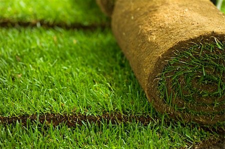 Green turf grass roll and background - closeup Stock Photo - Budget Royalty-Free & Subscription, Code: 400-04690517
