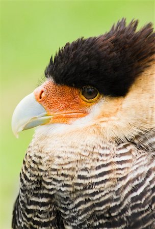 eagle headed person - Southern crested Caracara in side angle view Stock Photo - Budget Royalty-Free & Subscription, Code: 400-04690986