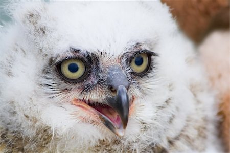 simsearch:400-04688415,k - Great Horned Owl young white nestling in close view Stockbilder - Microstock & Abonnement, Bildnummer: 400-04690987