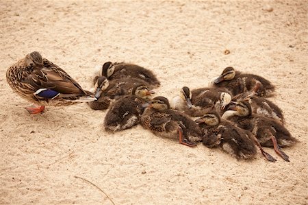 Mother Mallard Duck Rests with Ducklings Behind Her. Photographie de stock - Aubaine LD & Abonnement, Code: 400-04690988