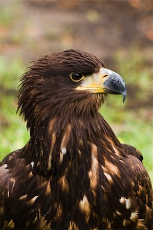 Portrait of Steppe eagle in side angle view Stock Photo - Budget Royalty-Free & Subscription, Code: 400-04690983