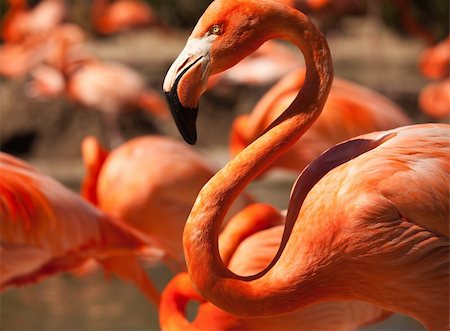 pajarera - Flock of Beautiful Flamingos with narrow Depth of Field. Foto de stock - Super Valor sin royalties y Suscripción, Código: 400-04690994