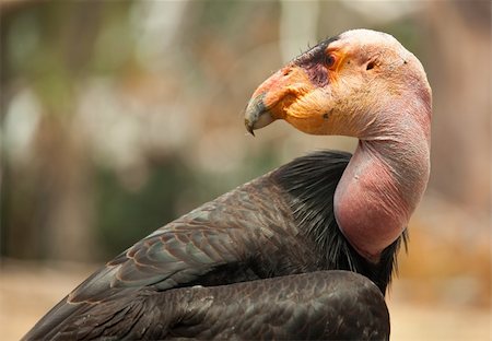 Profile Close-up of the Endangered California Condor. Foto de stock - Super Valor sin royalties y Suscripción, Código: 400-04690992