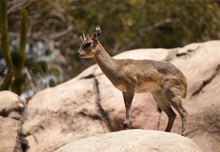 Majestic Rock-Dancing Cliff Springer Stands Still at Alert. Stock Photo - Budget Royalty-Free & Subscription, Code: 400-04690993