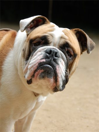 simsearch:400-07819100,k - portrait of a purebred young english bulldog Photographie de stock - Aubaine LD & Abonnement, Code: 400-04691004