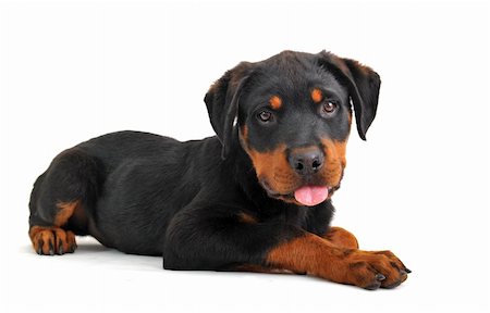 rottweiler - portrait of a purebred puppy rottweiler on a white background Foto de stock - Super Valor sin royalties y Suscripción, Código: 400-04691006