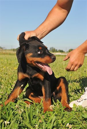picture of a puppy purebred rottweiler being reprimanded. Fotografie stock - Microstock e Abbonamento, Codice: 400-04691007