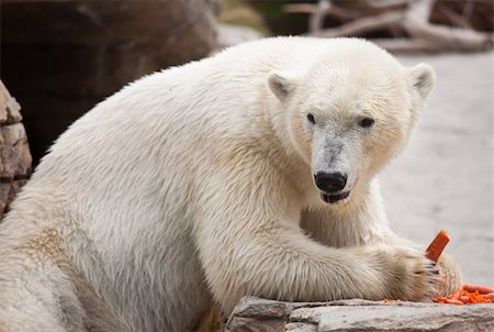 Beautiful Majestic White Polar Bear Eating Carrots. Stock Photo - Budget Royalty-Free & Subscription, Code: 400-04691114