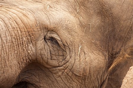 simsearch:400-04226098,k - Majestic Endangered Elephant's Eye Close-Up XXL Image. Stock Photo - Budget Royalty-Free & Subscription, Code: 400-04691116