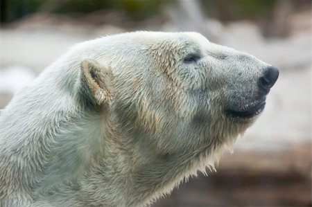 Beautiful Majestic White Polar Bear Profile Image. Stock Photo - Budget Royalty-Free & Subscription, Code: 400-04691111
