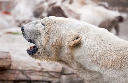 Beautiful Majestic White Polar Bear Profile Image. Stock Photo - Budget Royalty-Free & Subscription, Code: 400-04691112