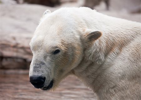 Beautiful Majestic White Polar Bear Profile Image. Stock Photo - Budget Royalty-Free & Subscription, Code: 400-04691113