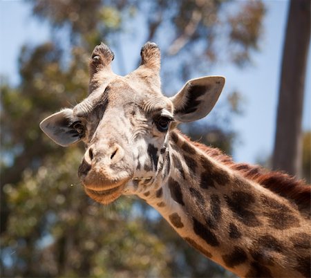 Close-up of a Majestic Giraffe Head with Narrow Depth of Field. Foto de stock - Super Valor sin royalties y Suscripción, Código: 400-04691122