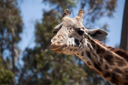 Close-up of a Majestic Giraffe Head with Narrow Depth of Field. Stock Photo - Budget Royalty-Free & Subscription, Code: 400-04691123
