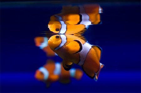simsearch:400-07465453,k - Funny klownfishe (Amphiprioninae) Photographie de stock - Aubaine LD & Abonnement, Code: 400-04691137