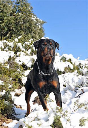 simsearch:400-04611917,k - attentive purebred rottweiler upright in the snow Photographie de stock - Aubaine LD & Abonnement, Code: 400-04691197