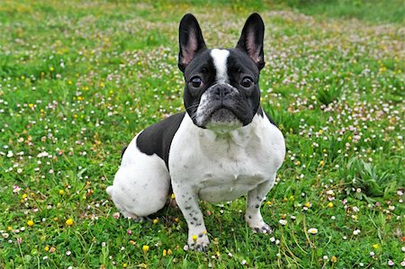 simsearch:400-04615455,k - portrait of a purebred french bouledogue in a field with flowers Foto de stock - Royalty-Free Super Valor e Assinatura, Número: 400-04691199