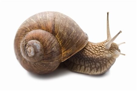 schneckenhaus - Funny snail on a white background Stockbilder - Microstock & Abonnement, Bildnummer: 400-04691349