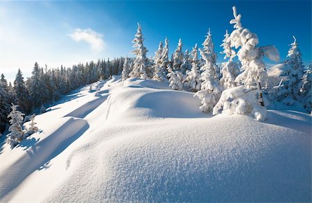 simsearch:400-04319458,k - Morning winter calm mountain landscape with beautiful fir trees  on slope (Kukol Mount, Carpathian Mountains, Ukraine) Stock Photo - Budget Royalty-Free & Subscription, Code: 400-04691414
