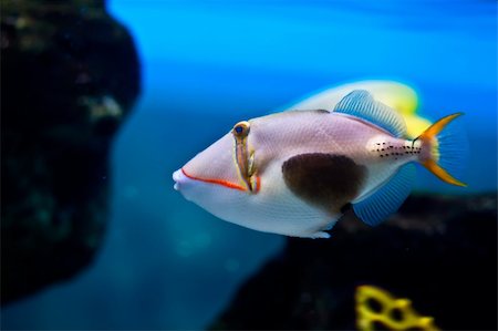 simsearch:400-07465453,k - Beautiful exotic fish Photographie de stock - Aubaine LD & Abonnement, Code: 400-04691417