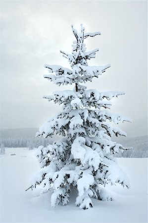 simsearch:400-04820244,k - winter snowy mountain landscape with snowfall ang beautiful fir trees  on slope (Kukol Mount, Carpathian Mountains, Ukraine) Photographie de stock - Aubaine LD & Abonnement, Code: 400-04691413