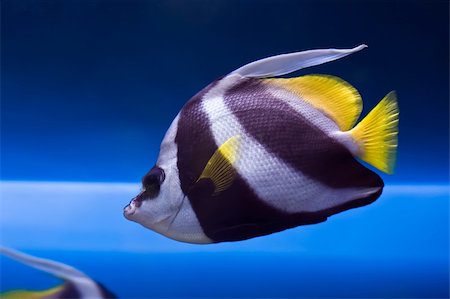 simsearch:400-07465453,k - Close up of a colorful Wimplefish Photographie de stock - Aubaine LD & Abonnement, Code: 400-04691609