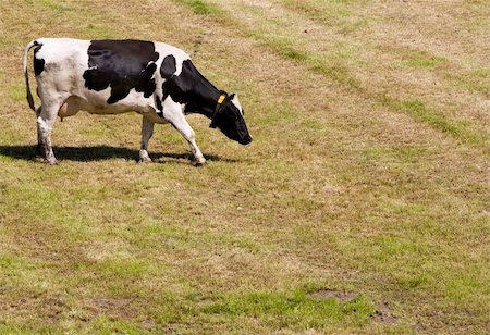 simsearch:400-07676838,k - Dutch cow in the meadow Stock Photo - Budget Royalty-Free & Subscription, Code: 400-04691646