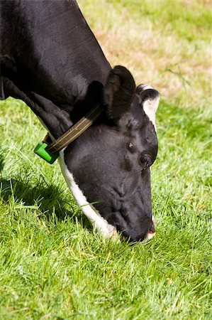 simsearch:400-07676838,k - Dutch cow in the meadow Stock Photo - Budget Royalty-Free & Subscription, Code: 400-04691647