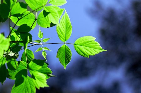 sycamore tree pictures - Fresh young leaves of green against the sky Stock Photo - Budget Royalty-Free & Subscription, Code: 400-04691739