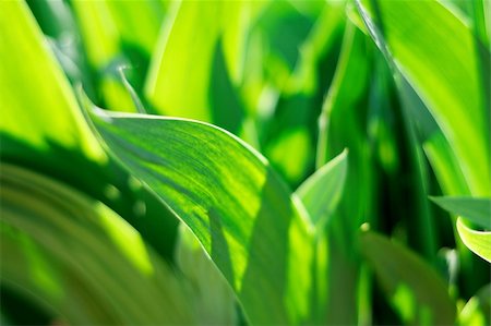 simsearch:400-05318999,k - spring green young leaves of grass, outdoor nature Photographie de stock - Aubaine LD & Abonnement, Code: 400-04691746