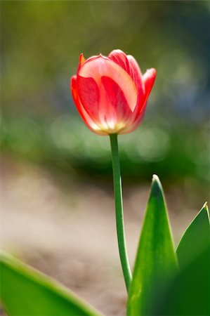 simsearch:400-05059080,k - red spring a young tulip with green leaves Stock Photo - Budget Royalty-Free & Subscription, Code: 400-04691747