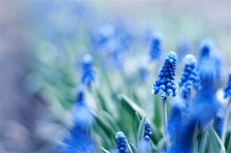 fet (artist) - spring young blue flowers on green stems Foto de stock - Super Valor sin royalties y Suscripción, Código: 400-04691759