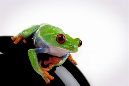 simsearch:400-04925157,k - Green red-eyed tree frog Fotografie stock - Microstock e Abbonamento, Codice: 400-04691994