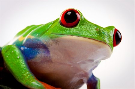 simsearch:400-04925157,k - Green red-eyed tree frog Fotografie stock - Microstock e Abbonamento, Codice: 400-04691995