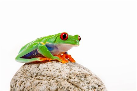 simsearch:400-04925157,k - Green red-eyed tree frog Fotografie stock - Microstock e Abbonamento, Codice: 400-04691997