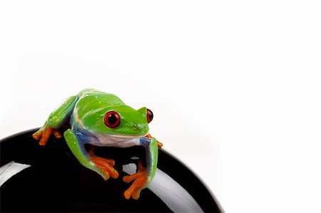 simsearch:400-04925157,k - Green red-eyed tree frog Fotografie stock - Microstock e Abbonamento, Codice: 400-04691993