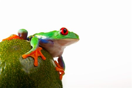 simsearch:400-04925157,k - Green red-eyed tree frog Fotografie stock - Microstock e Abbonamento, Codice: 400-04692005