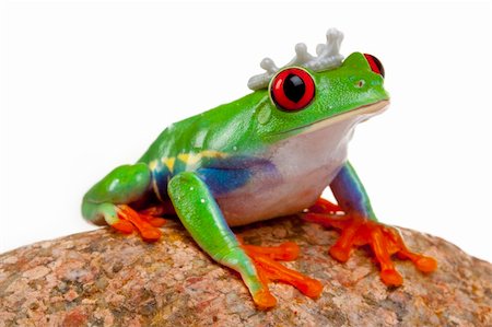 simsearch:400-04925157,k - Green red-eyed tree frog Fotografie stock - Microstock e Abbonamento, Codice: 400-04692000