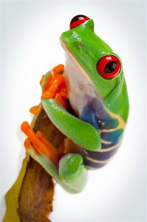 simsearch:400-04925157,k - Green red-eyed tree frog Fotografie stock - Microstock e Abbonamento, Codice: 400-04692001