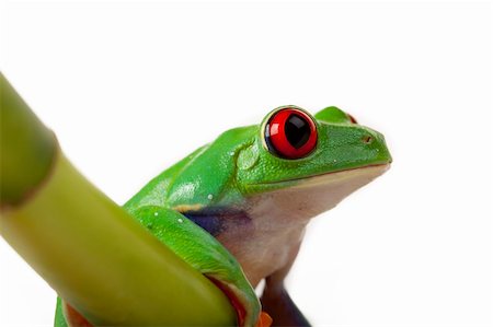 simsearch:400-04925157,k - Green red-eyed tree frog Fotografie stock - Microstock e Abbonamento, Codice: 400-04692002