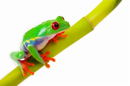 frog white background - Green red-eyed tree frog Photographie de stock - Aubaine LD & Abonnement, Code: 400-04692003