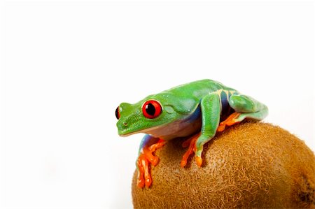 simsearch:400-04925157,k - Green red-eyed tree frog Fotografie stock - Microstock e Abbonamento, Codice: 400-04692011