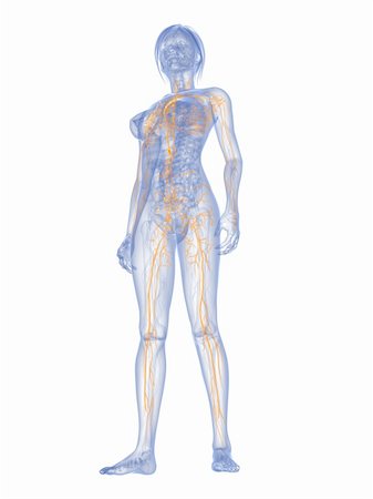 3d rendered illustration of a female anatomy with highlighted lymphatic Stock Photo - Budget Royalty-Free & Subscription, Code: 400-04692127