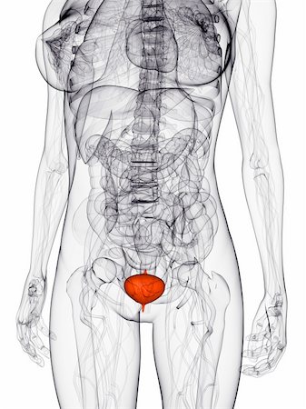 simsearch:400-04189602,k - 3d rendered illustration of a female anatomy with highlighted bladder Stock Photo - Budget Royalty-Free & Subscription, Code: 400-04692132